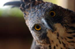 Image of Mindanao Hawk-eagle