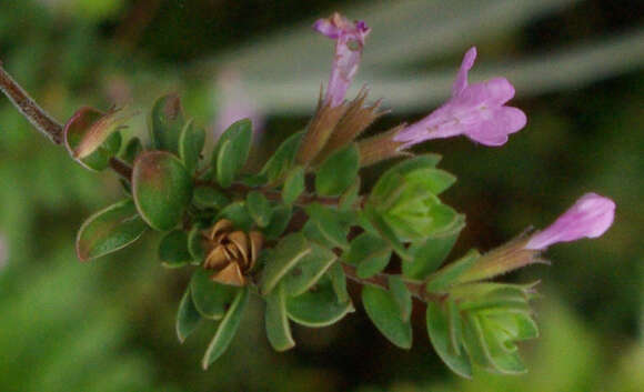 Image of Micromeria glomerata P. Pérez