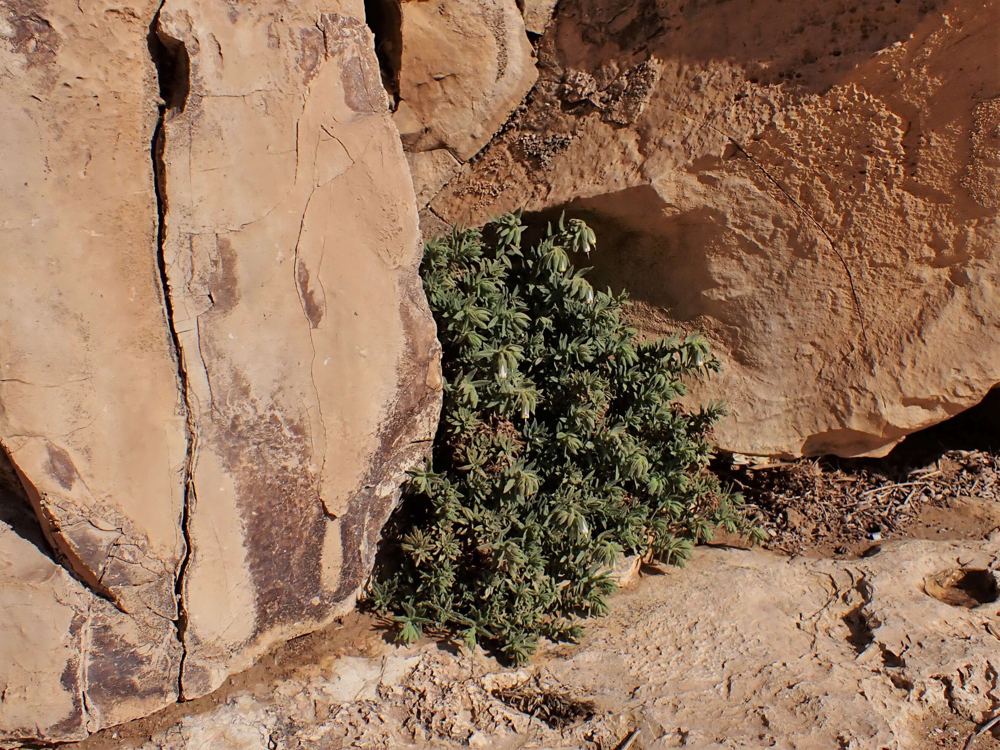 Plancia ëd Podonosma orientalis (L.) Feinbr.