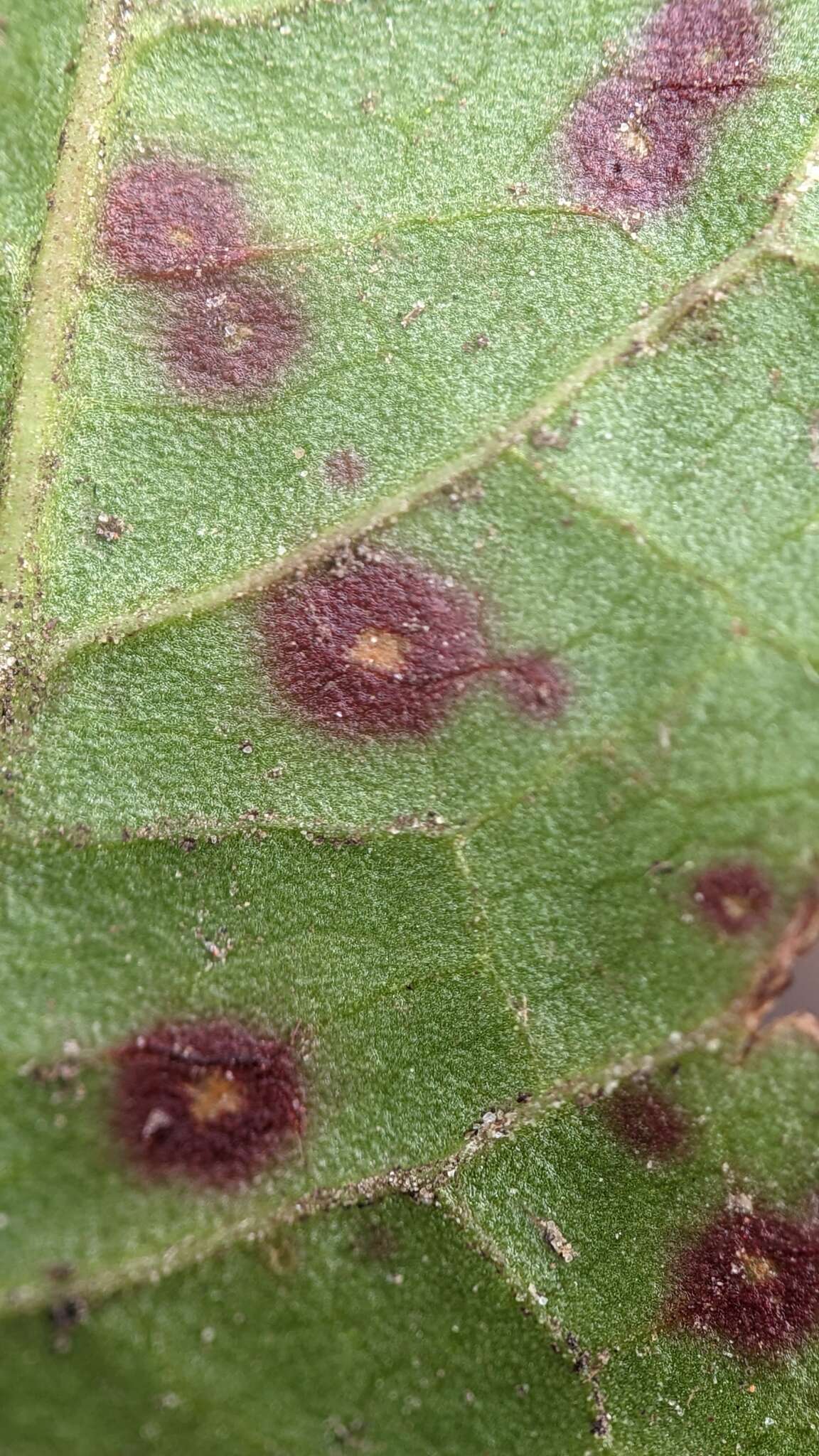 Image of Ramularia rubella (Bonord.) Nannf. 1950