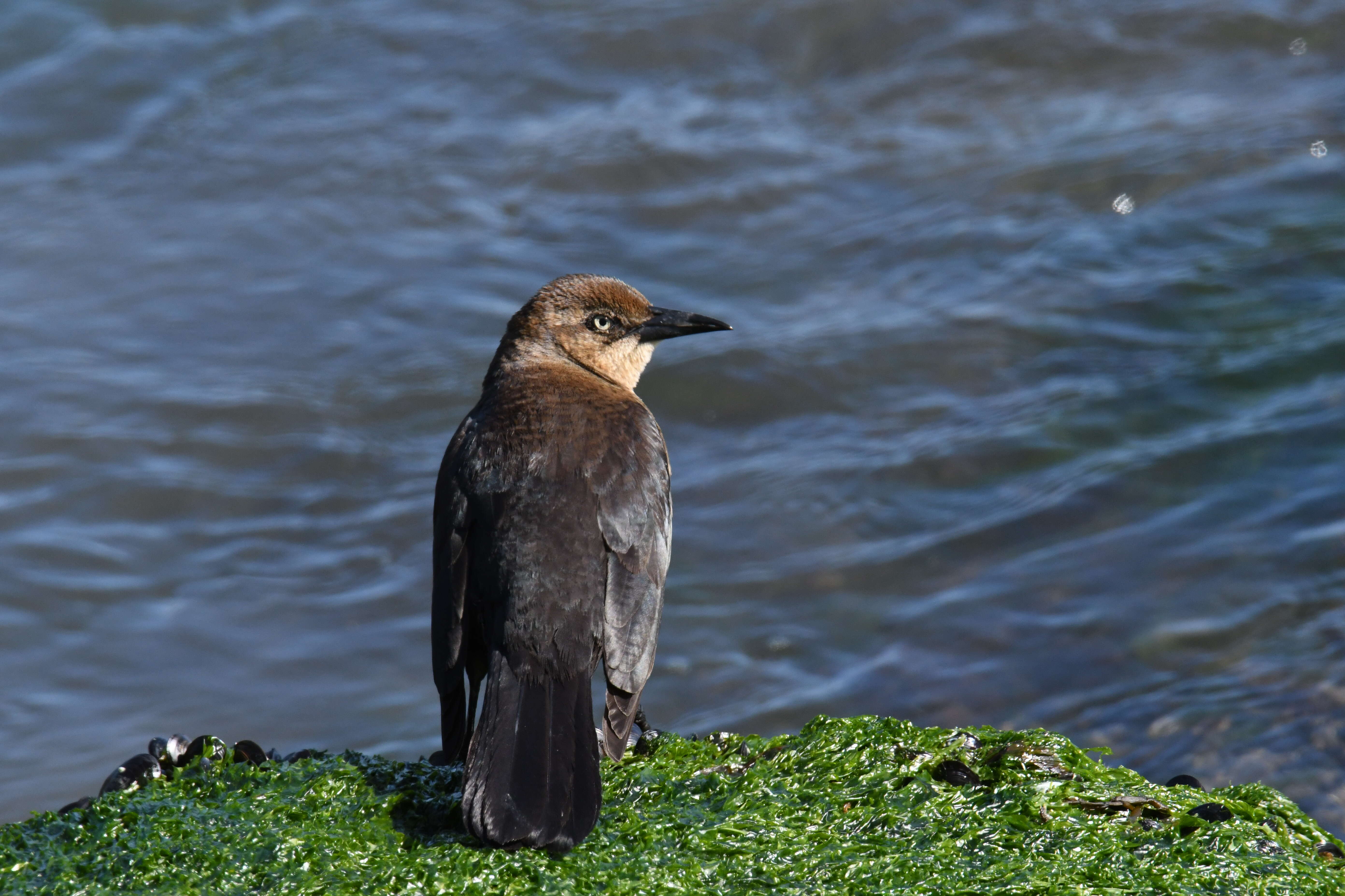 Image of Boat-tailed Grackle