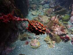 Image of New Zealand sea tulip