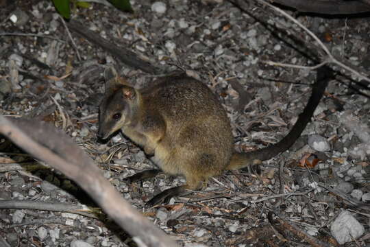 Image of Unadorned Rock Wallaby