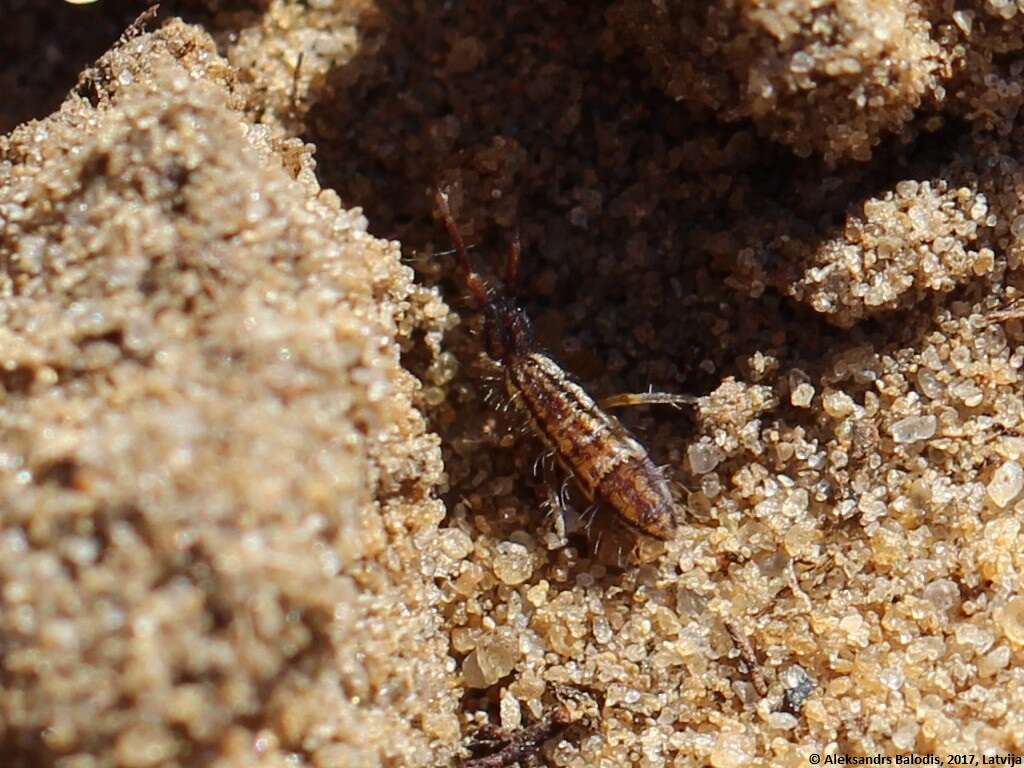 Orchesella quinquefasciata (Bourlet 1842)的圖片