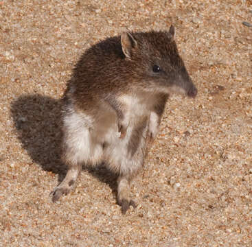 Image of Nuyts Southern Brown Bandicoot