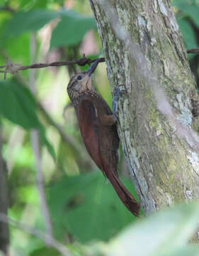 Image of Cocoa Woodcreeper