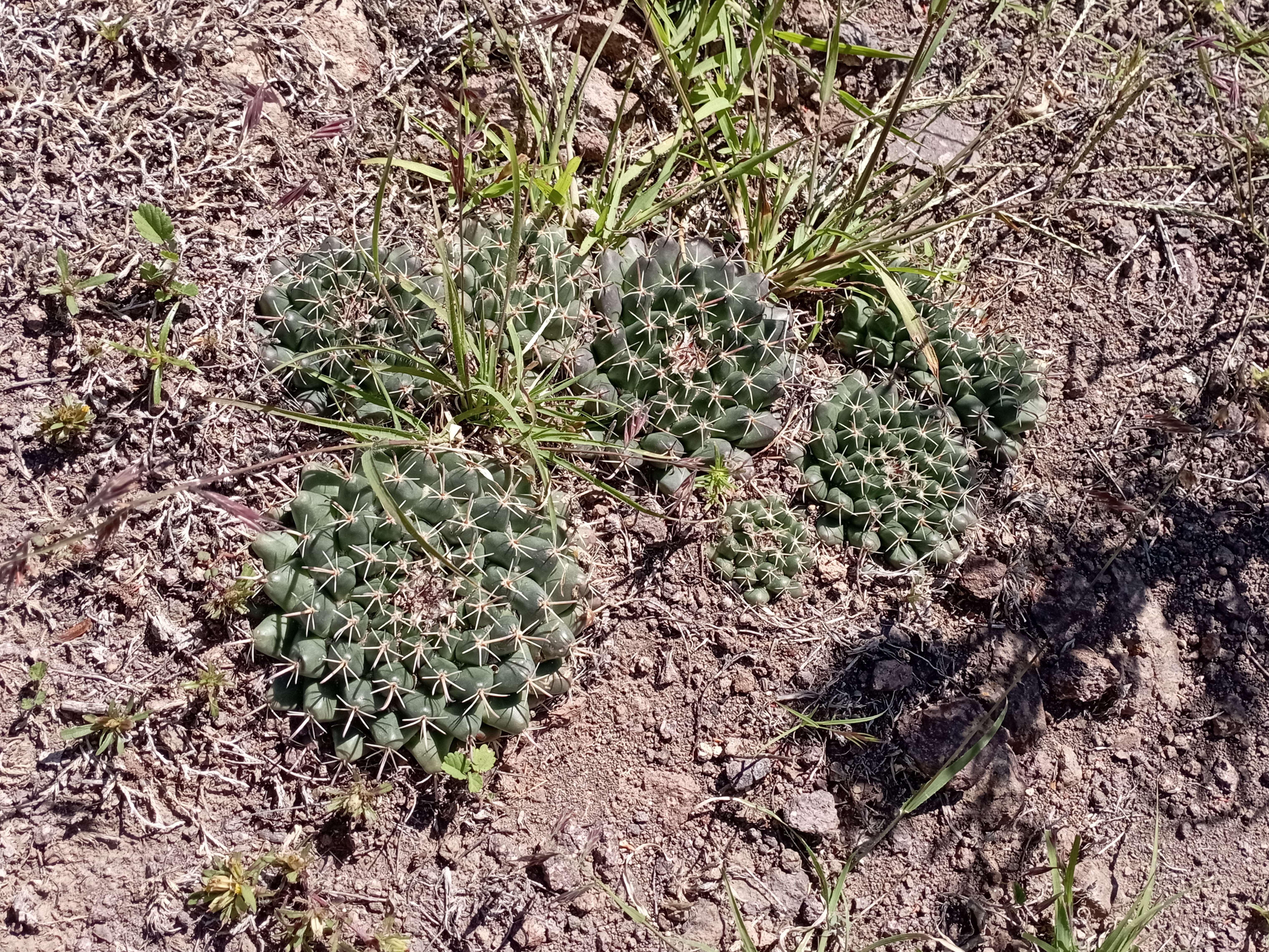 Image of globe cactus