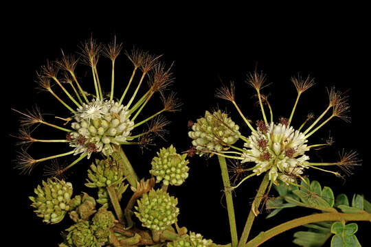 Image of Flat-crown Albizia