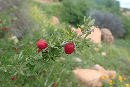 Image of Searsia pentaphylla (Jacq.) F. A. Barkley ex Moffett