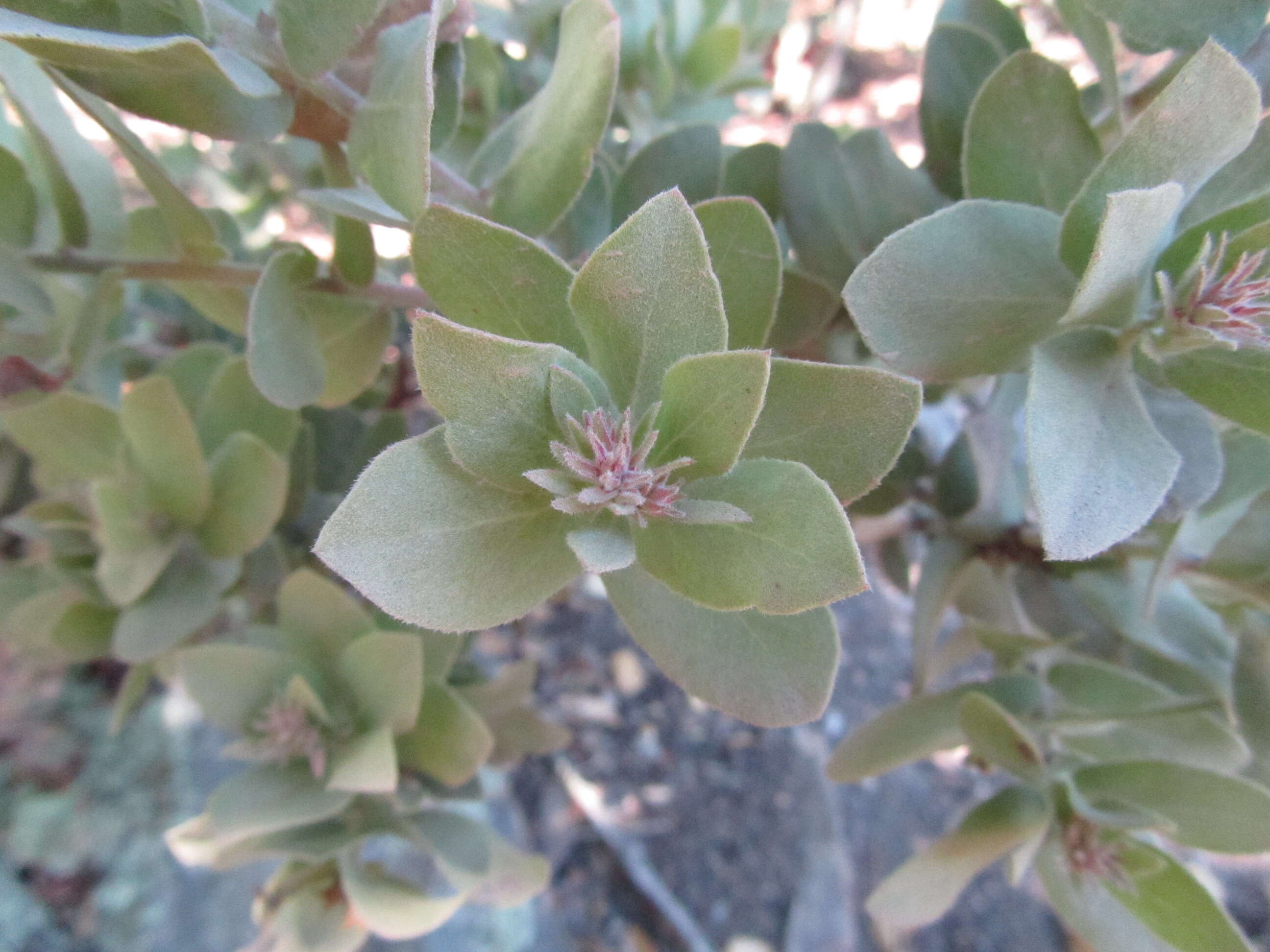 Слика од Arctostaphylos auriculata Eastw.