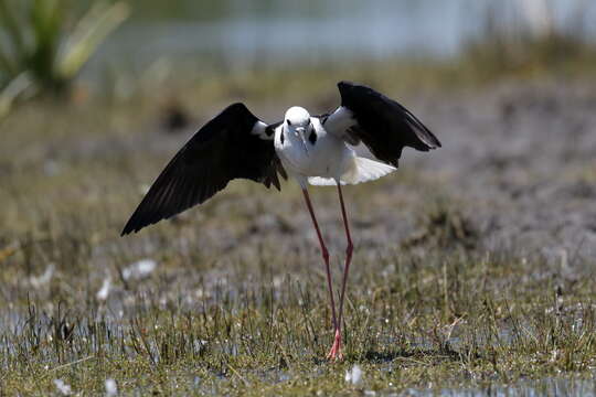 Image of Pied Stilt