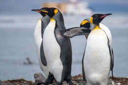 Image of King Penguin