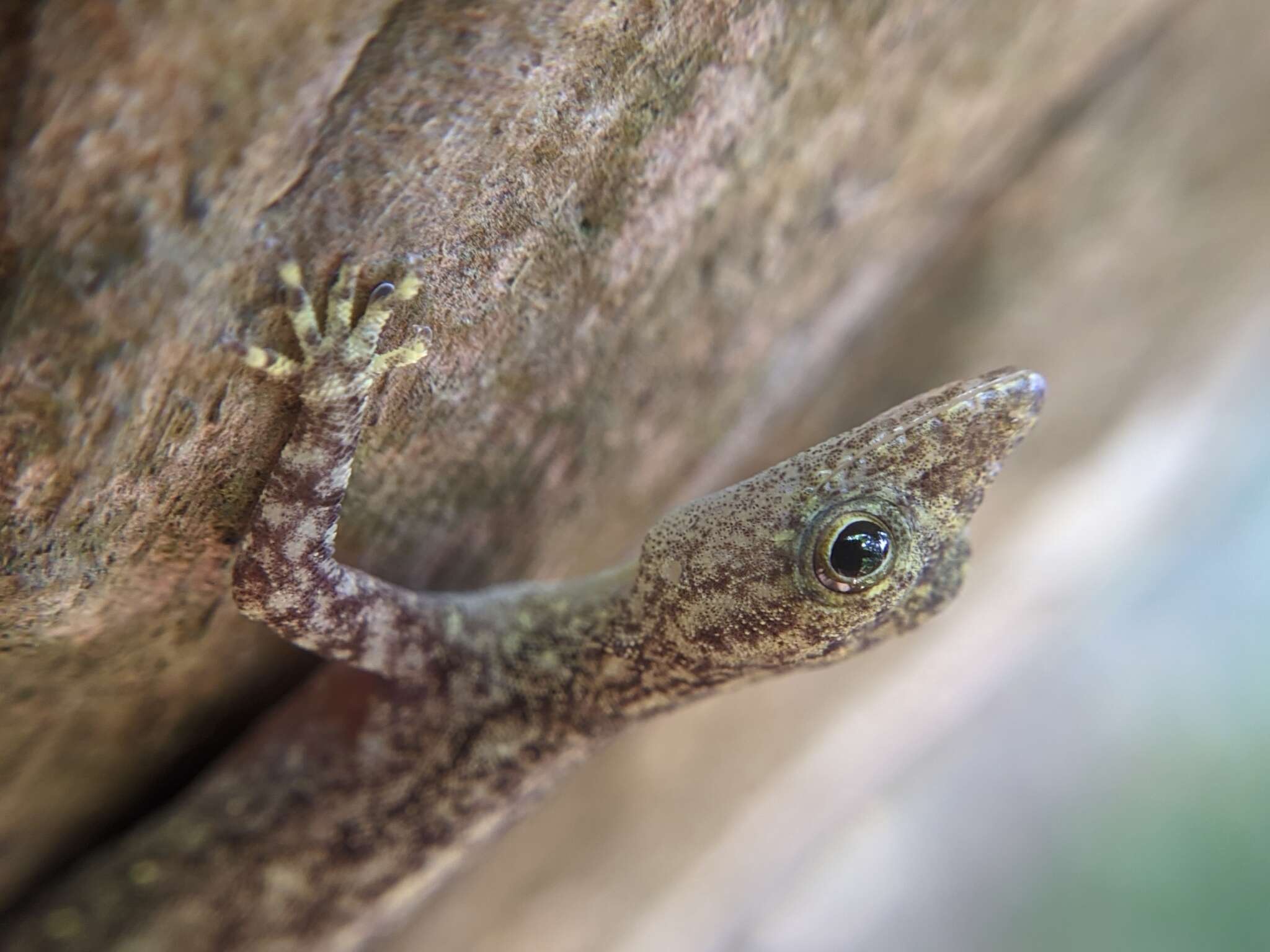 Image of Coastal Day Gecko