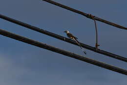 Image of Scissor-tailed Flycatcher