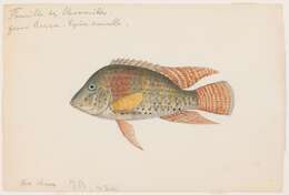 Image of Geophagus