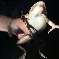 Image of Golfito Robber Frog