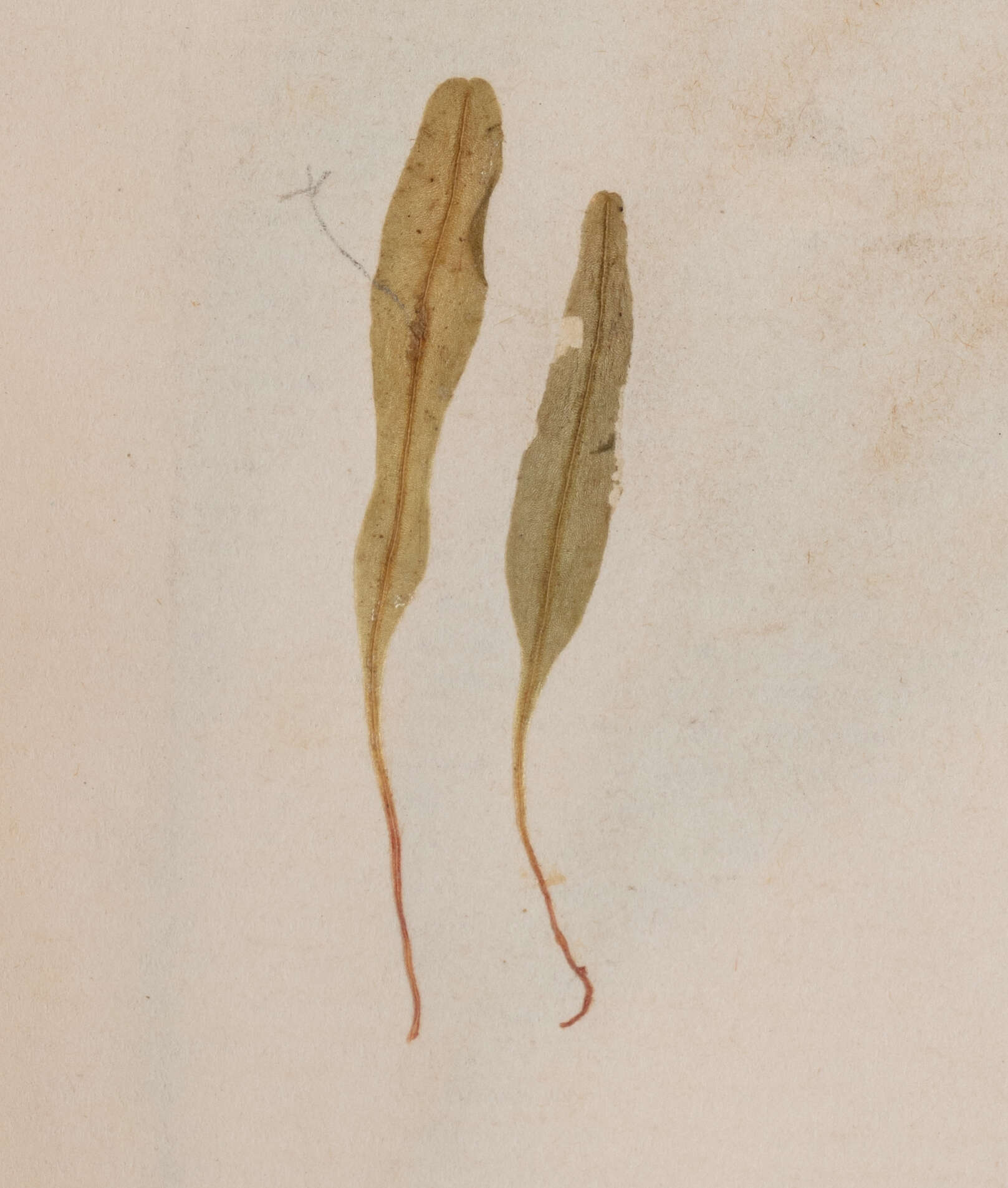 Image of Podomitrium phyllanthus (Hook.) Mitt.