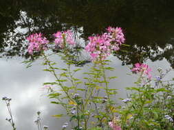 Image of spiderflower