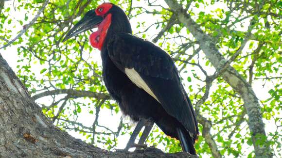 Image of Southern Ground Hornbill