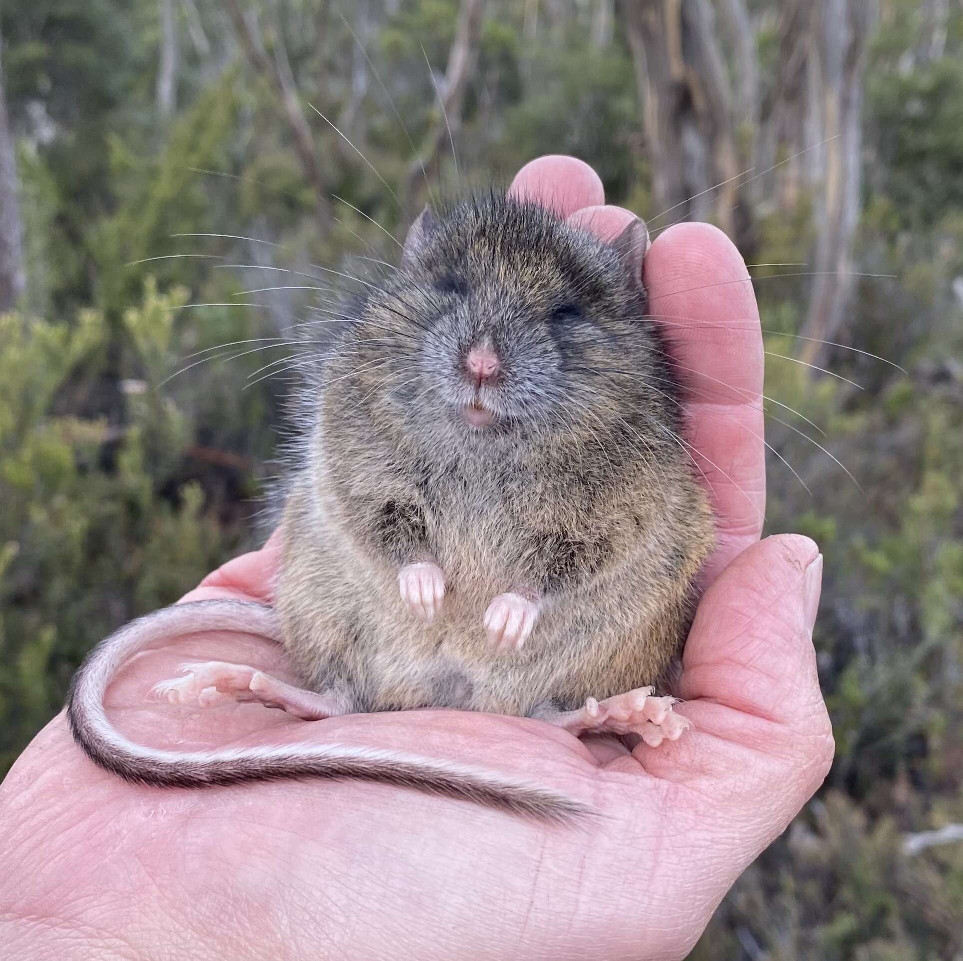 Image of long-tailed mouse