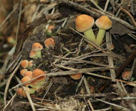 Image of Hypholoma fasciculare (Huds.) P. Kumm. 1871