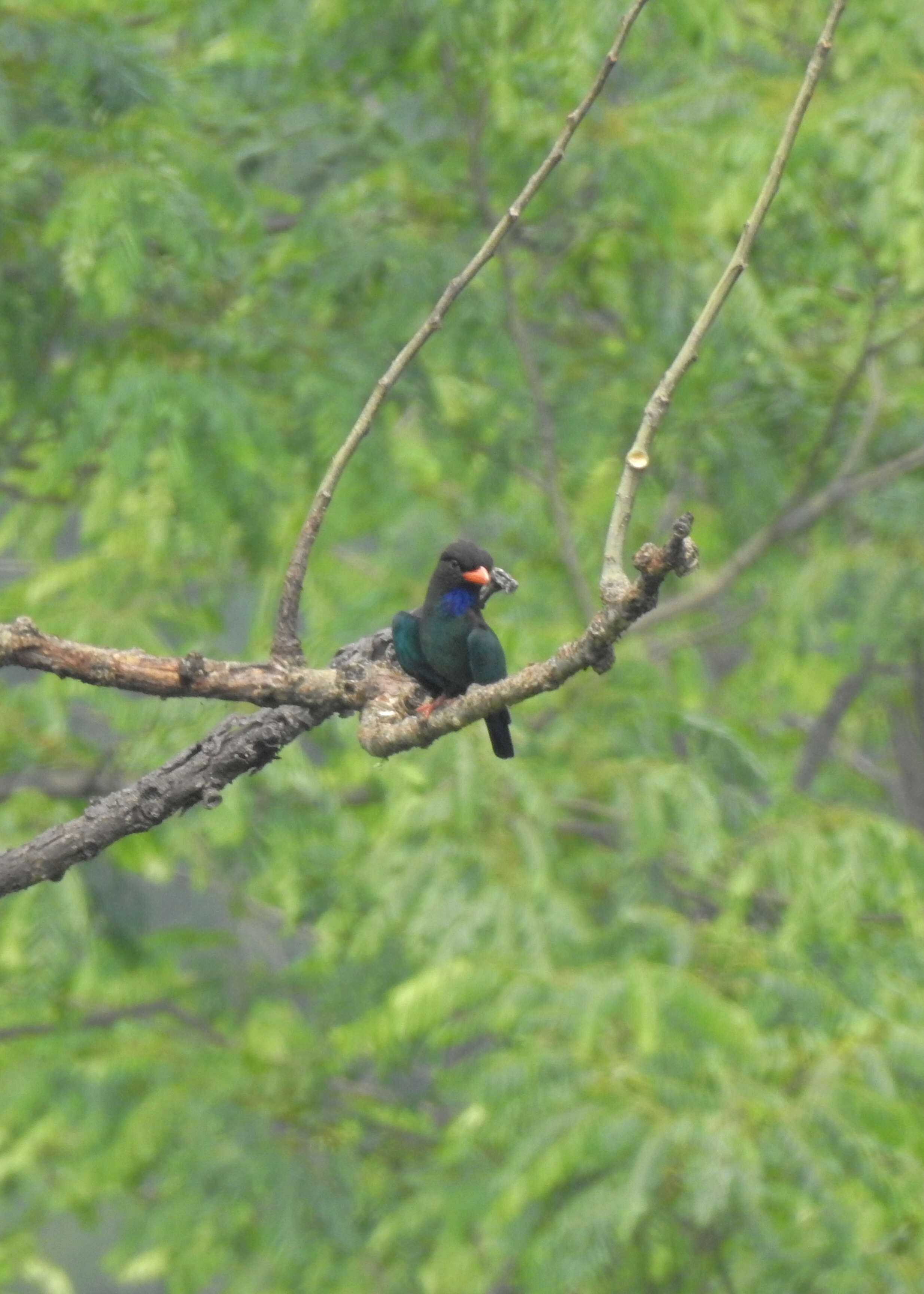 Image of Dollarbird