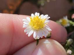 Image of smallhead aster