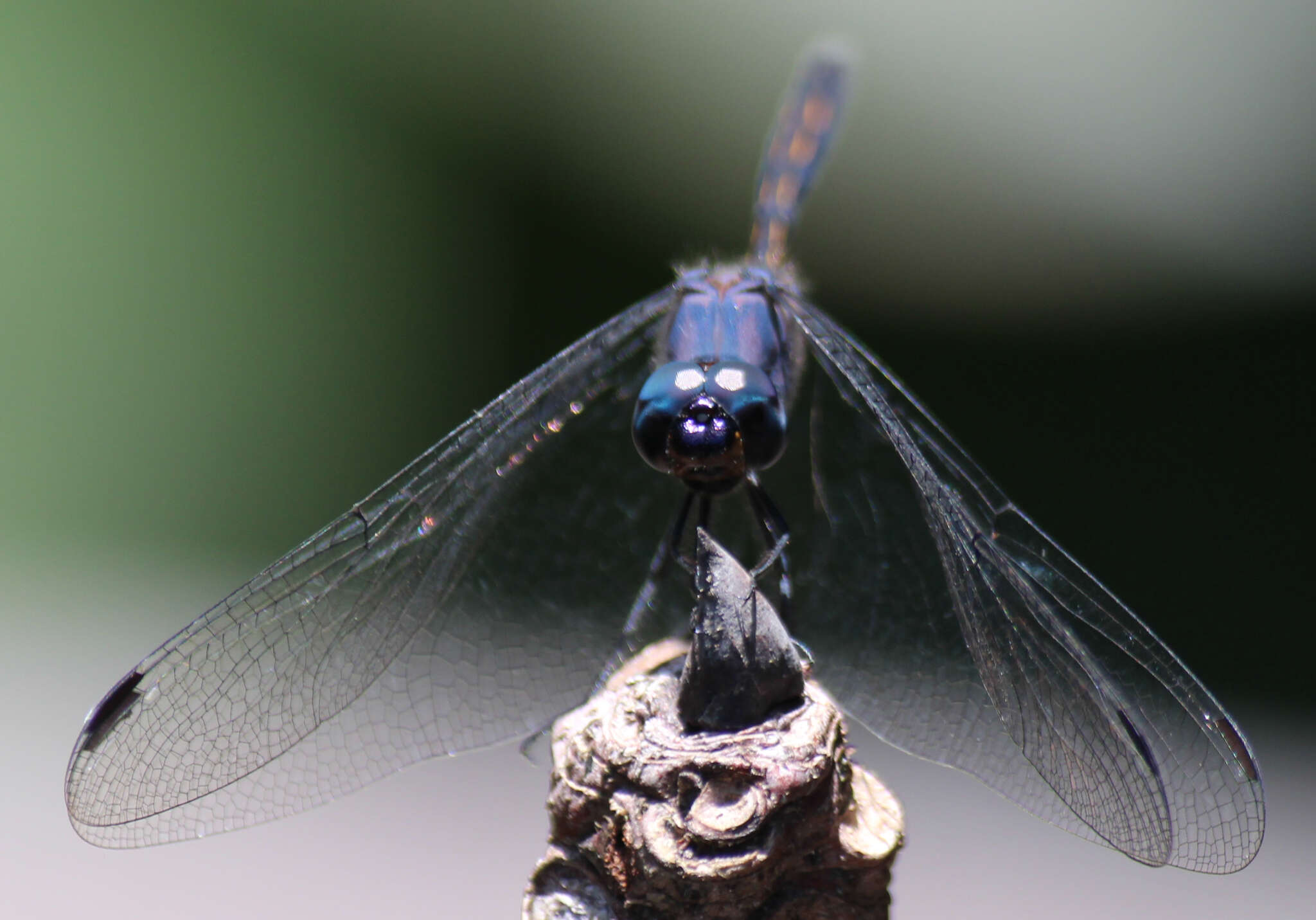 Слика од Trithemis aconita Lieftinck 1969