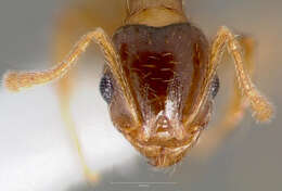 Pheidole cerebrosior Wheeler 1915 resmi