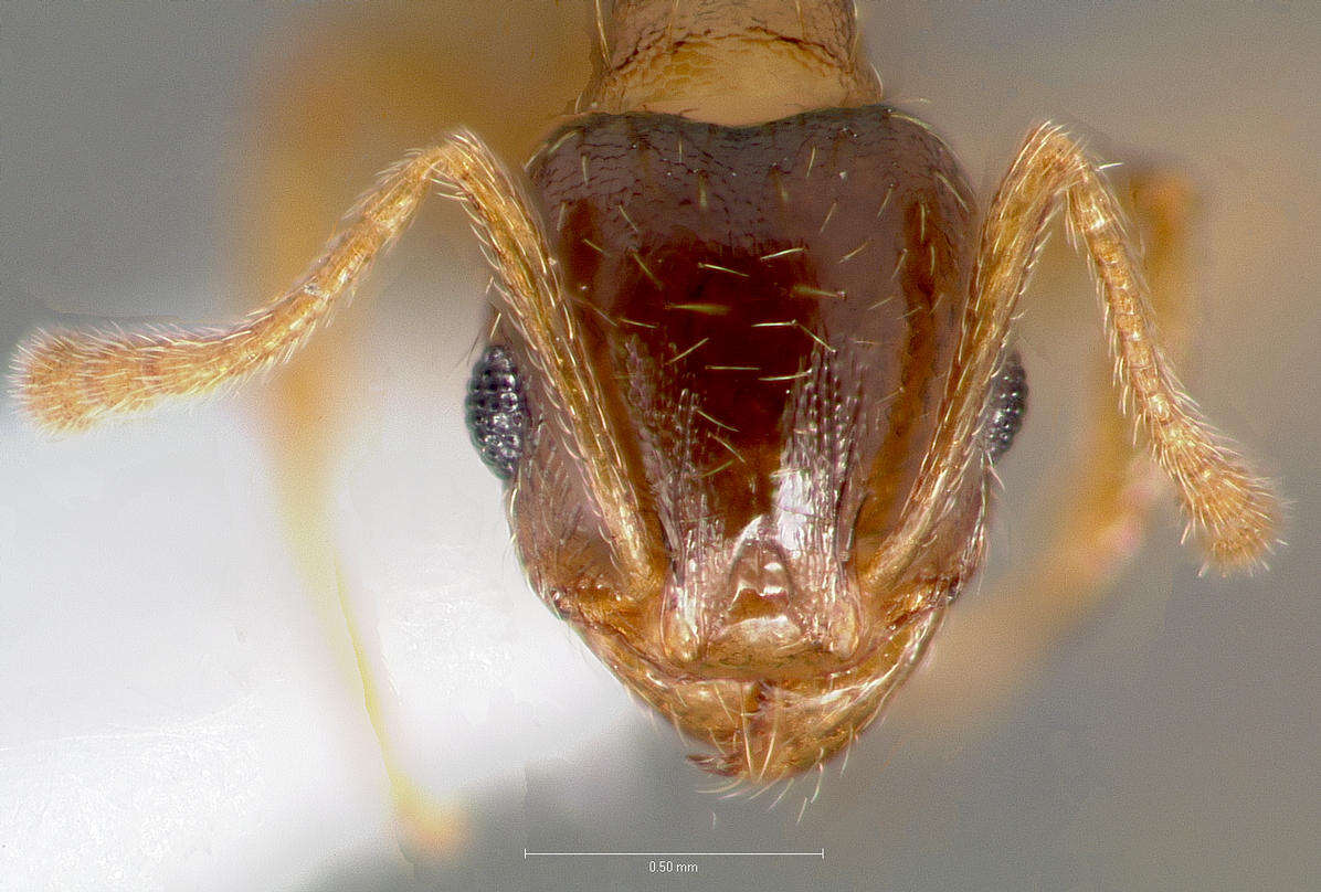 Image of Pheidole cerebrosior Wheeler 1915