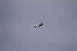 Image of Antarctic Tern