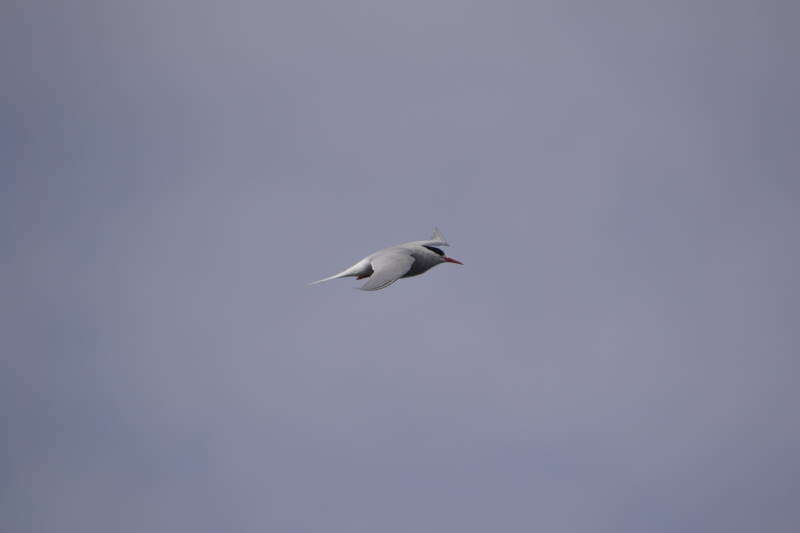 Image of Antarctic Tern