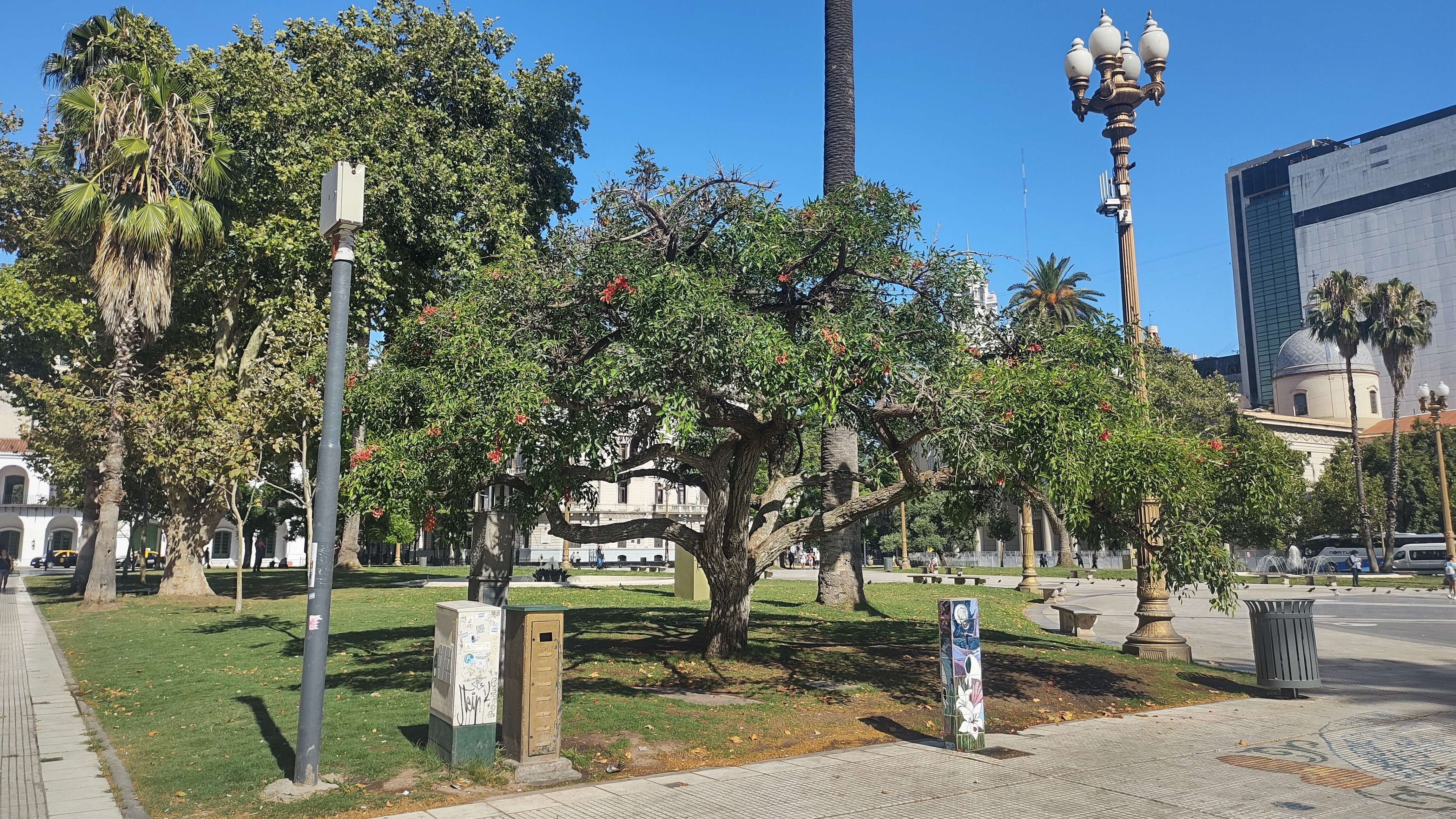 Imagem de Erythrina crista-galli L.