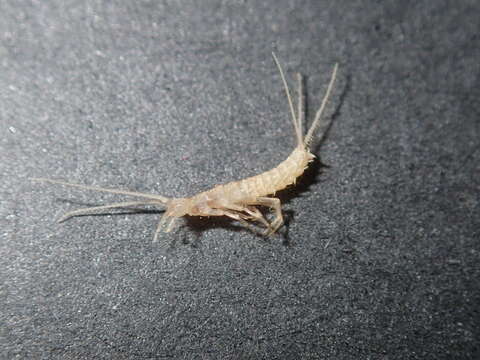 Image of subterranean silverfish