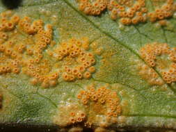 Imagem de Puccinia sessilis J. Schröt. 1870