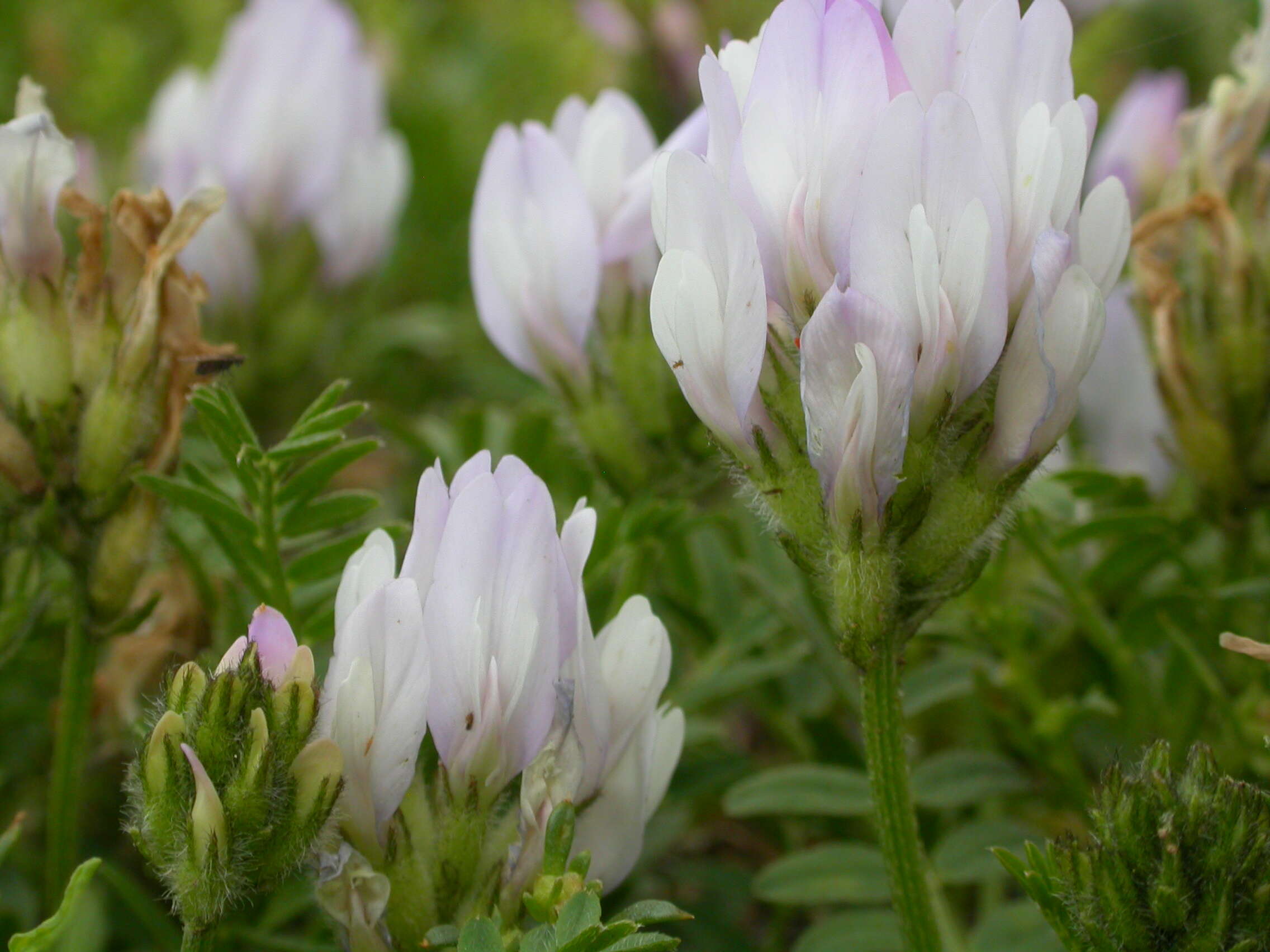 Слика од Astragalus agrestis Douglas ex Hook.