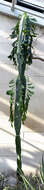 Imagem de Euphorbia ampliphylla Pax