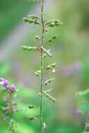 Image of showy ticktrefoil