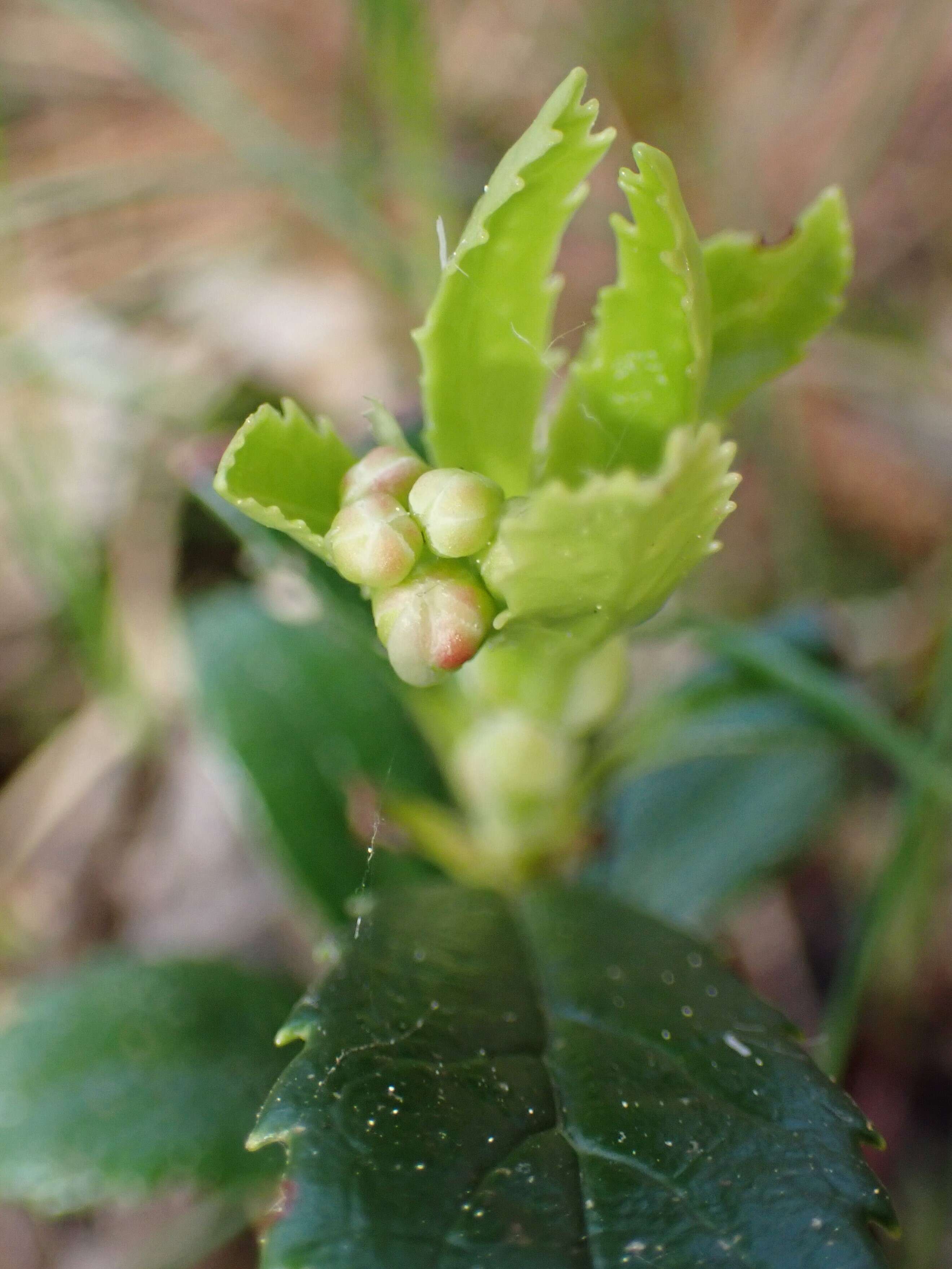 Image of pipsissewa