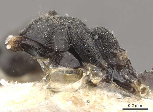 Image of <i>Technomyrmex modiglianii</i> Emery 1900