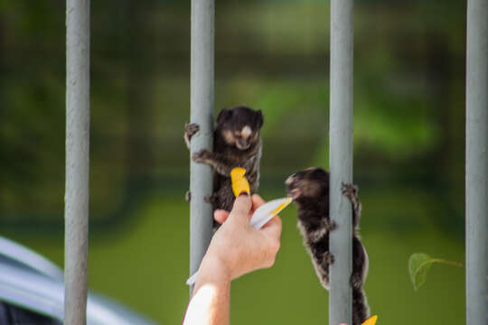 Image of Black-pencilled Marmoset