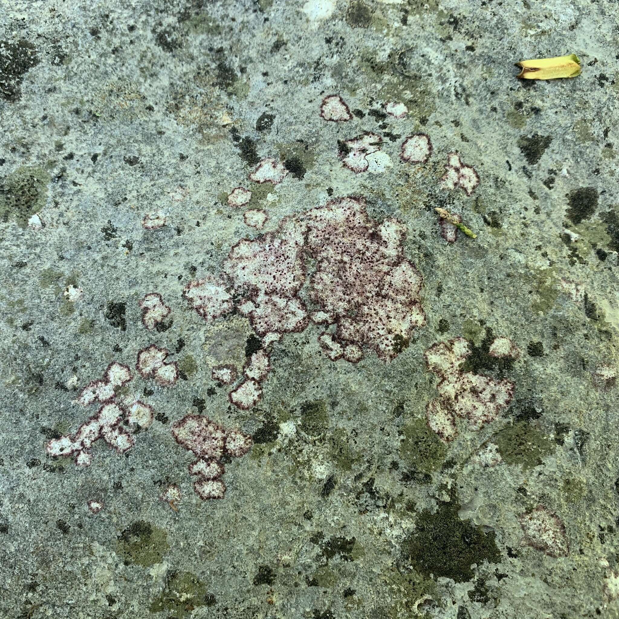 Image of wart lichen