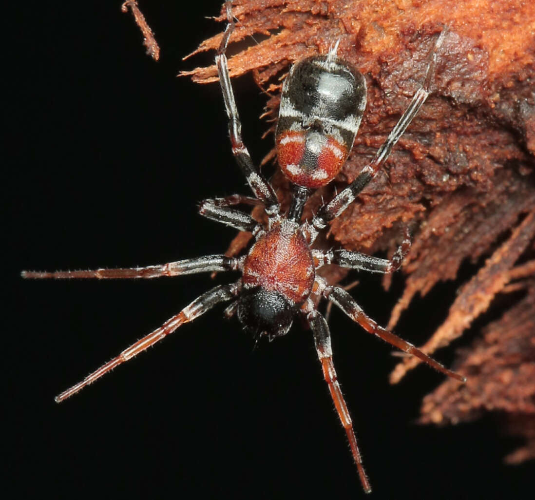 Image of Aetius decollatus O. Pickard-Cambridge 1897