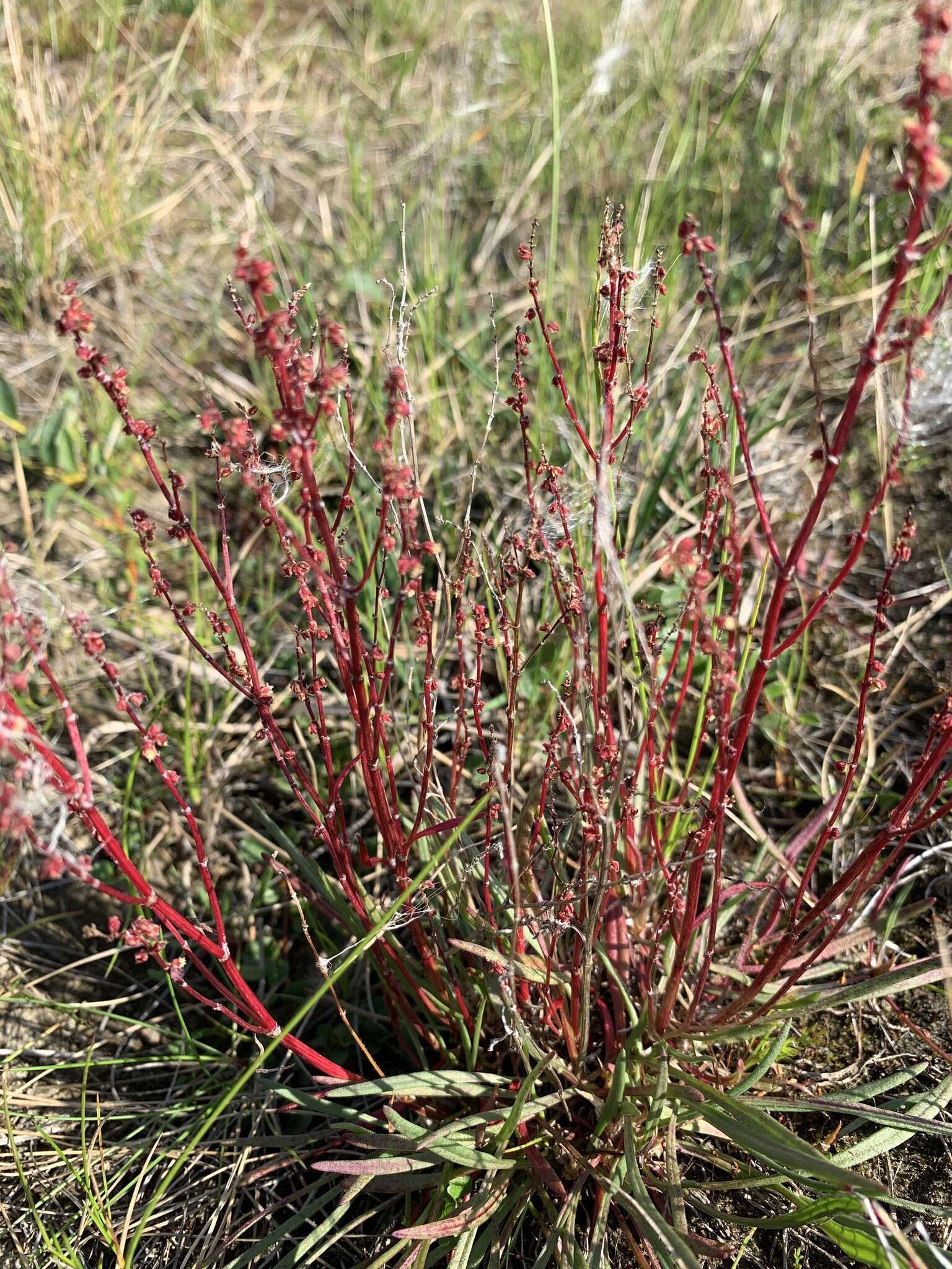 Rumex graminifolius Georgi ex Lambert的圖片