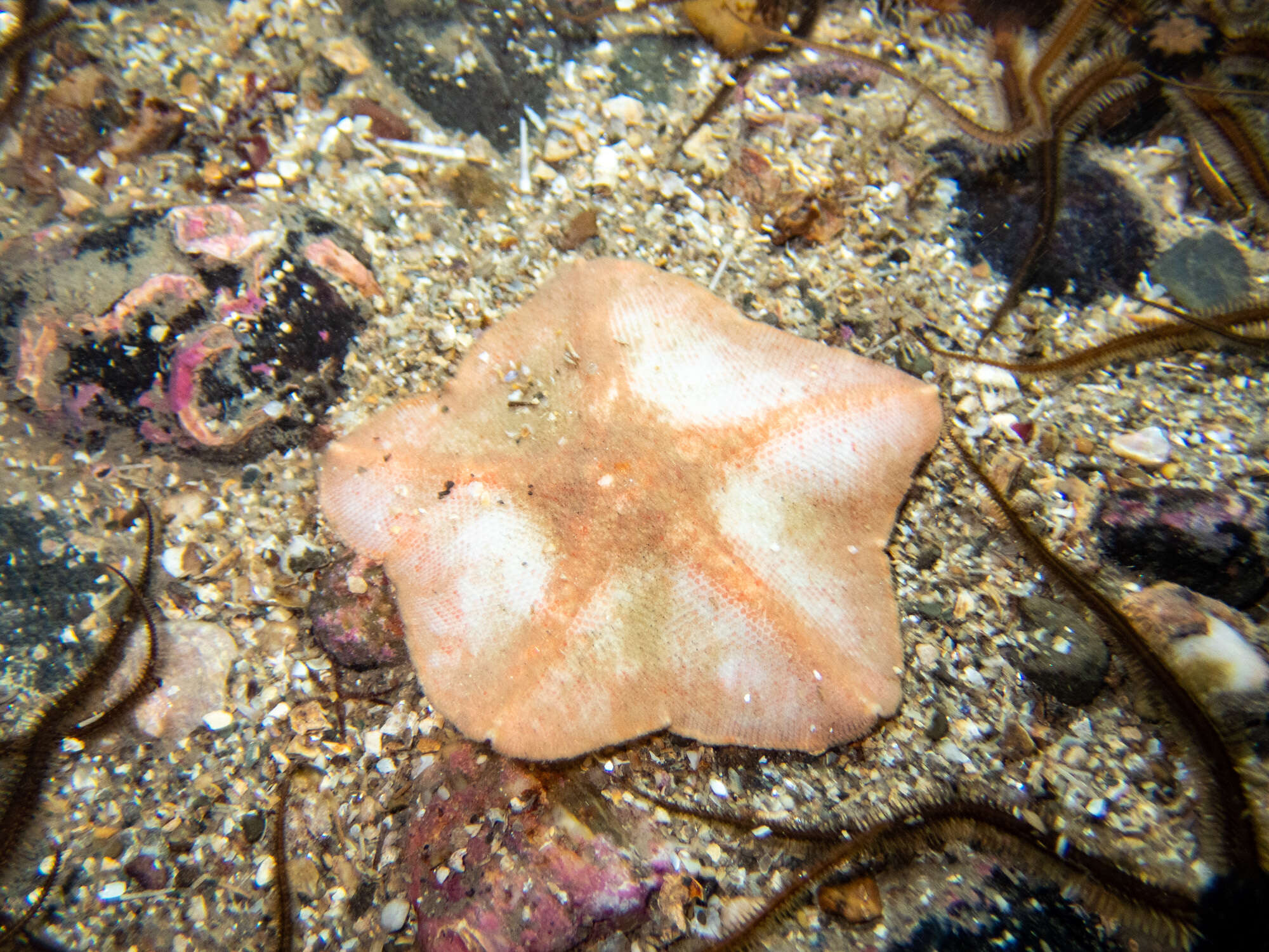 Image of goose foot sea star