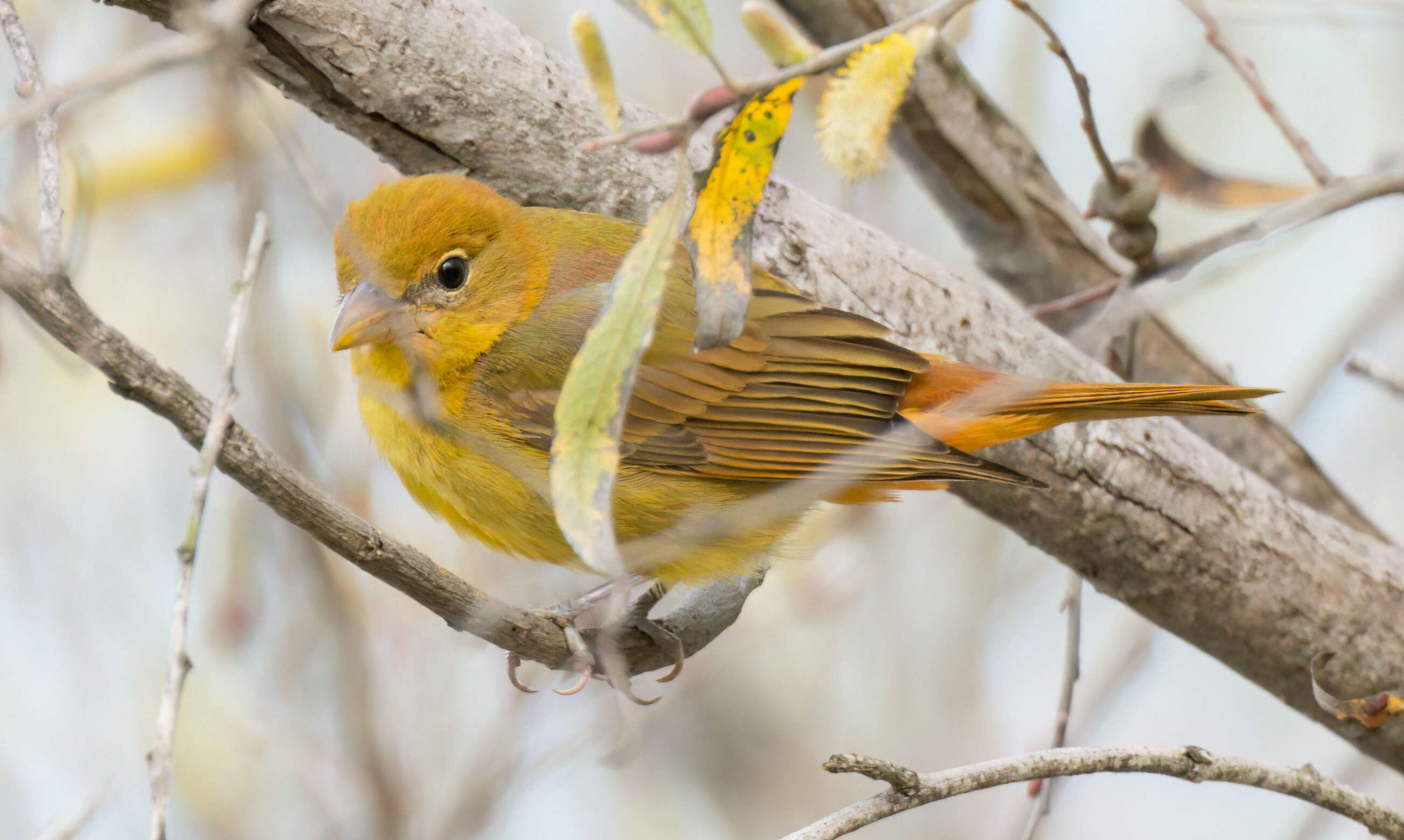 Image of Summer Tanager