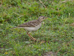 Anthus pallidiventris Sharpe 1885的圖片