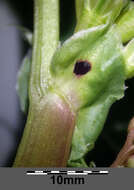 Image of Broad Bean