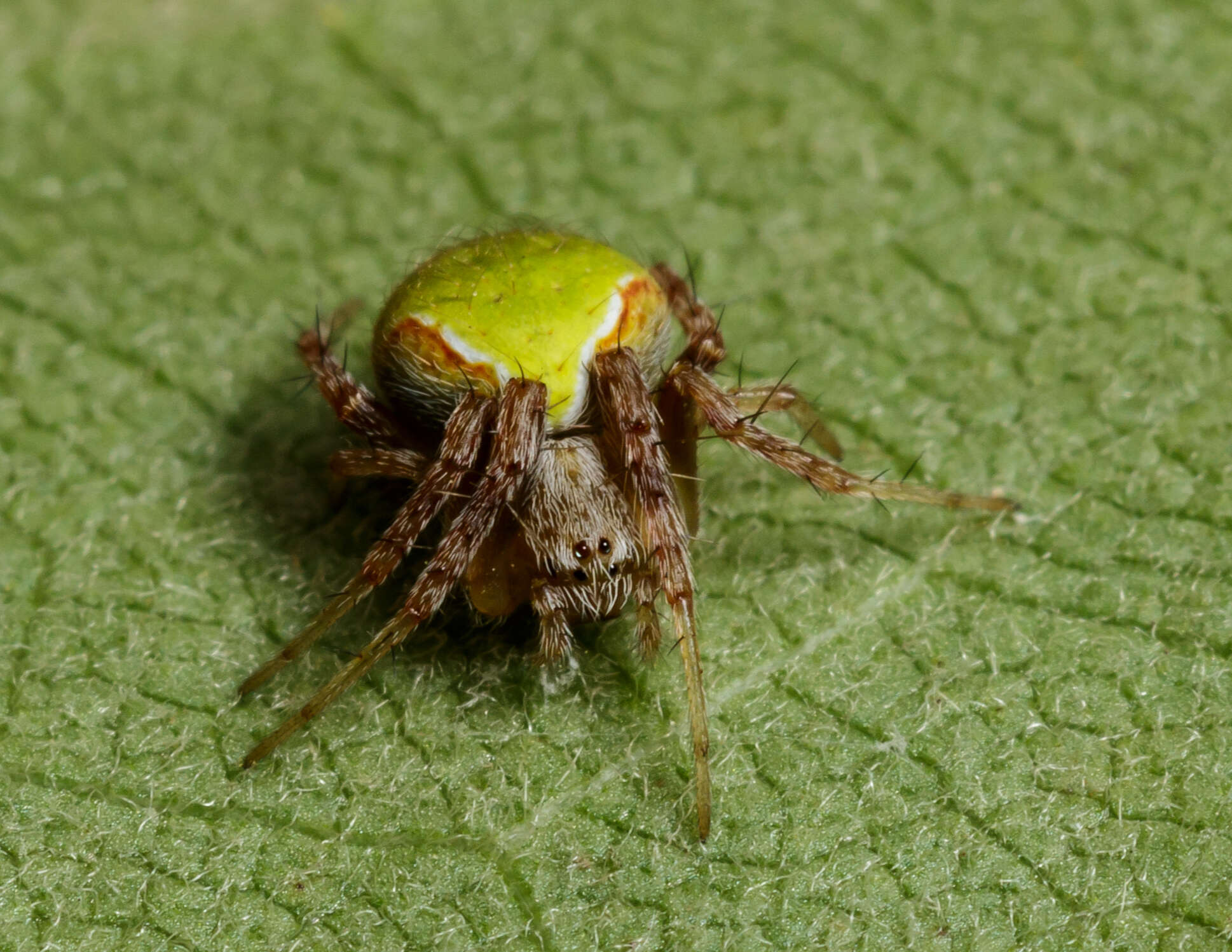 Image de Araneus detrimentosus (O. Pickard-Cambridge 1889)