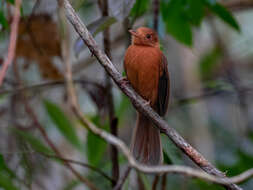 Image of Rufous Twistwing